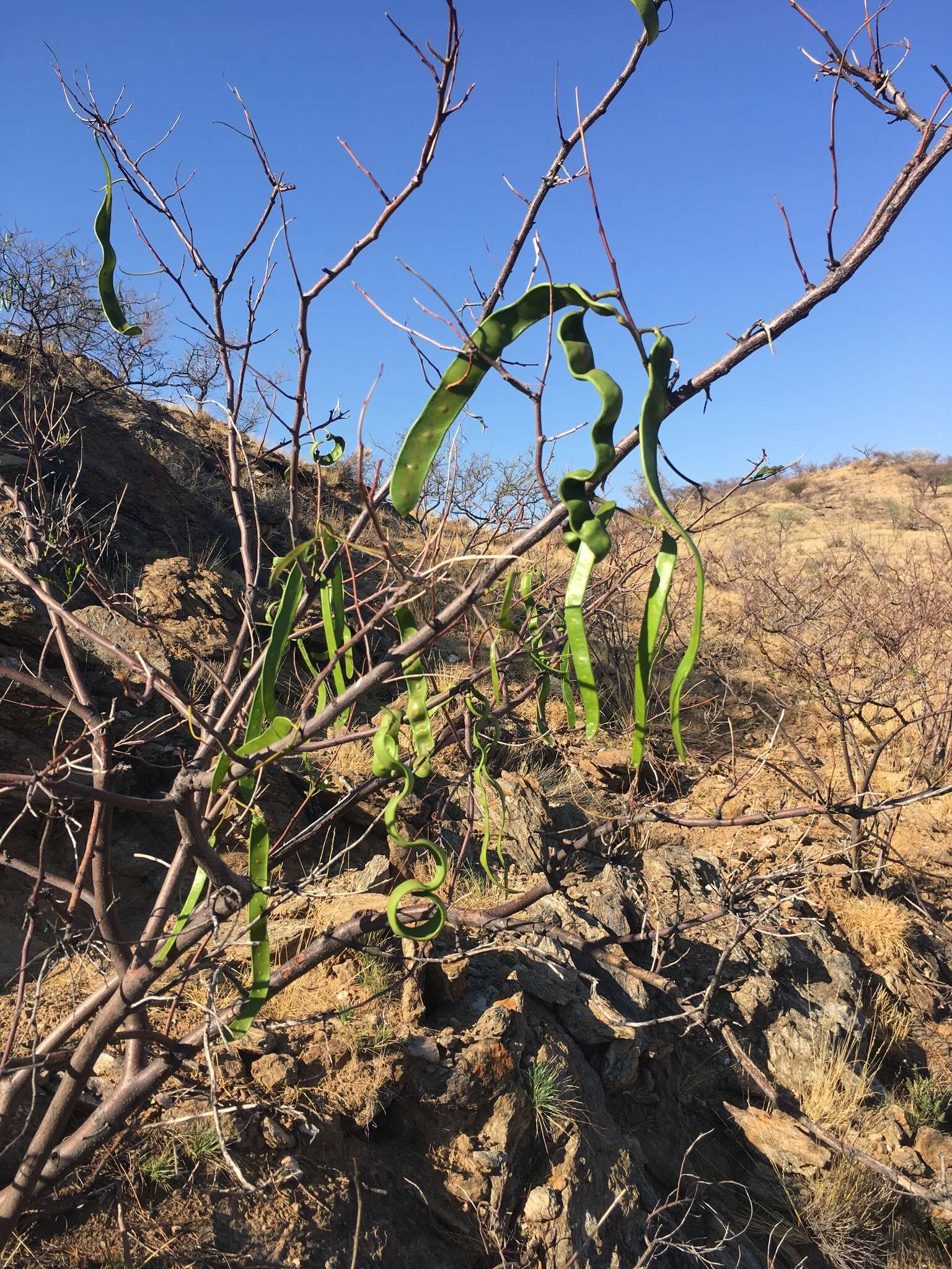 Plancia ëd Elephantorrhiza suffruticosa Schinz