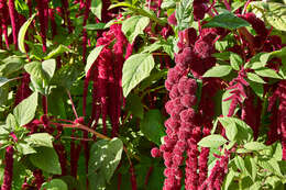 Imagem de Amaranthus caudatus L.