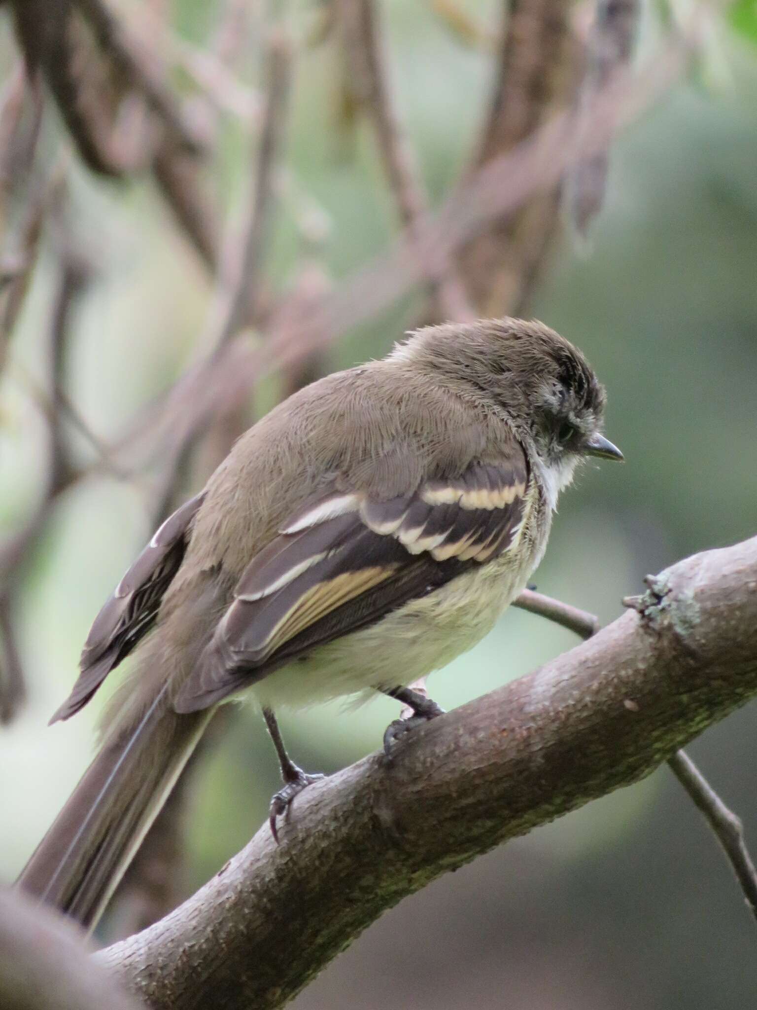 Image of White-throated Tyrannulet