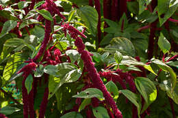 Imagem de Amaranthus caudatus L.