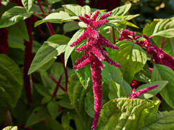 Image of love-lies-bleeding
