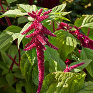 Imagem de Amaranthus caudatus L.