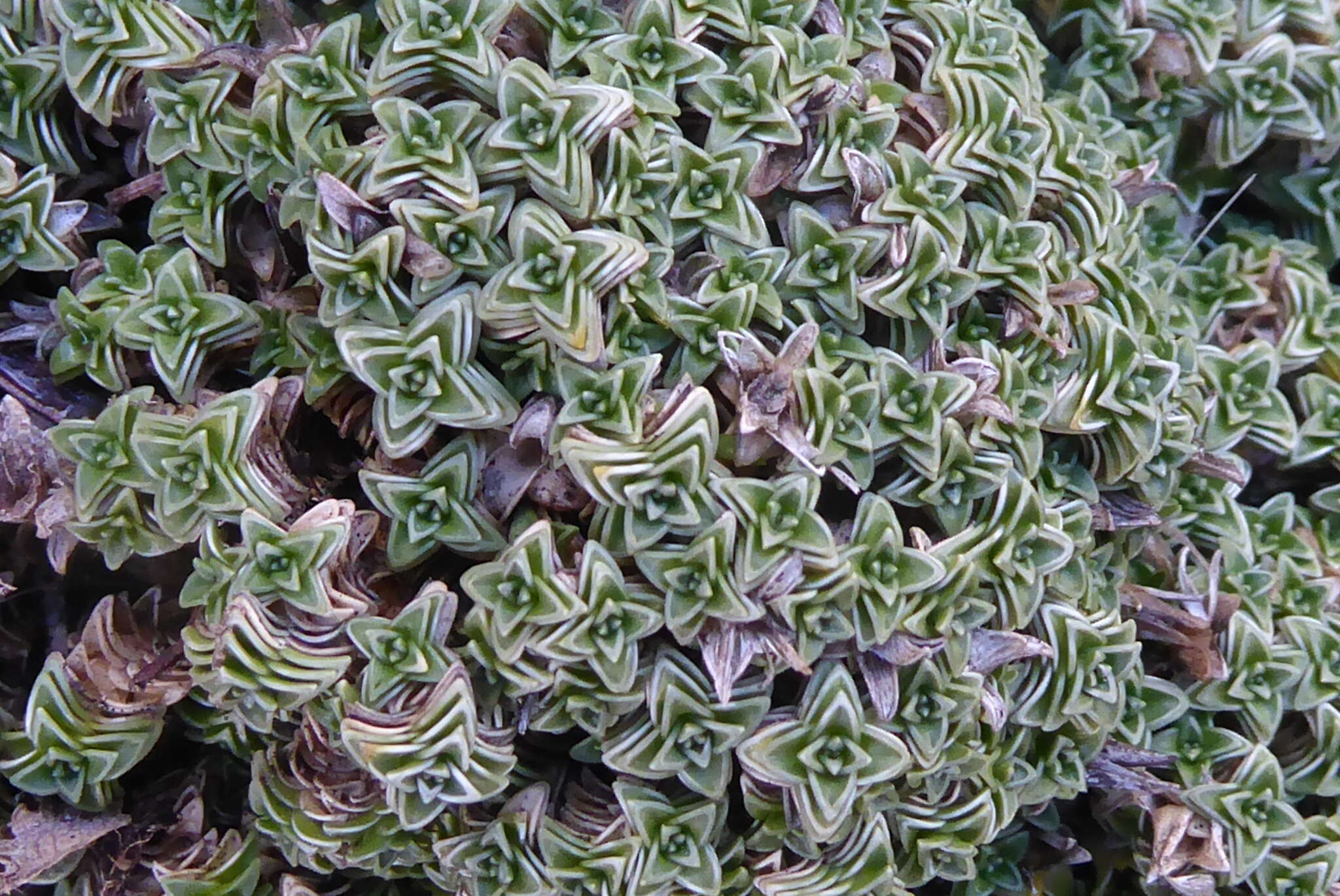 Imagem de Arenaria tetraquetra L.