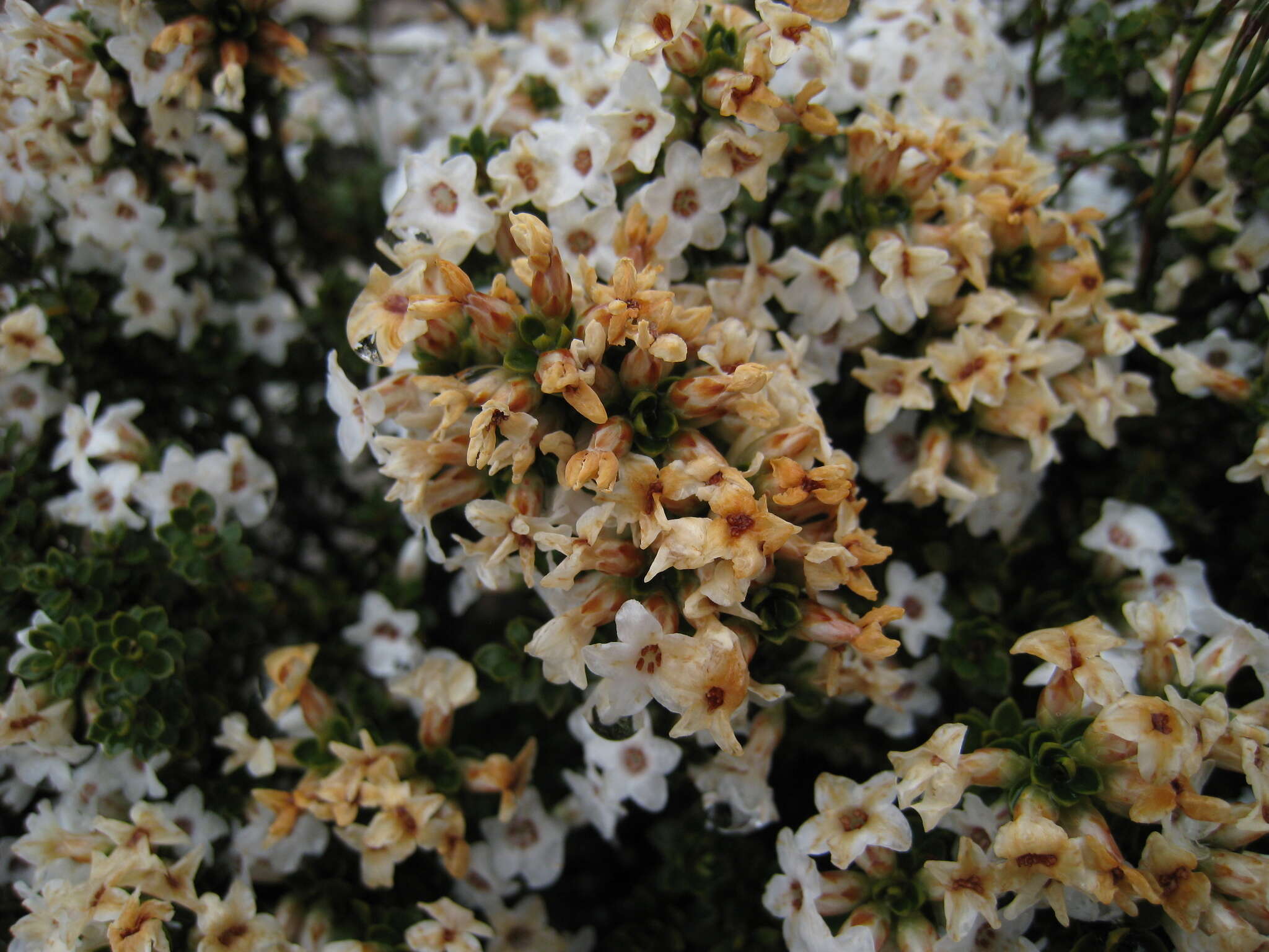 Plancia ëd Epacris serpyllifolia R. Br.