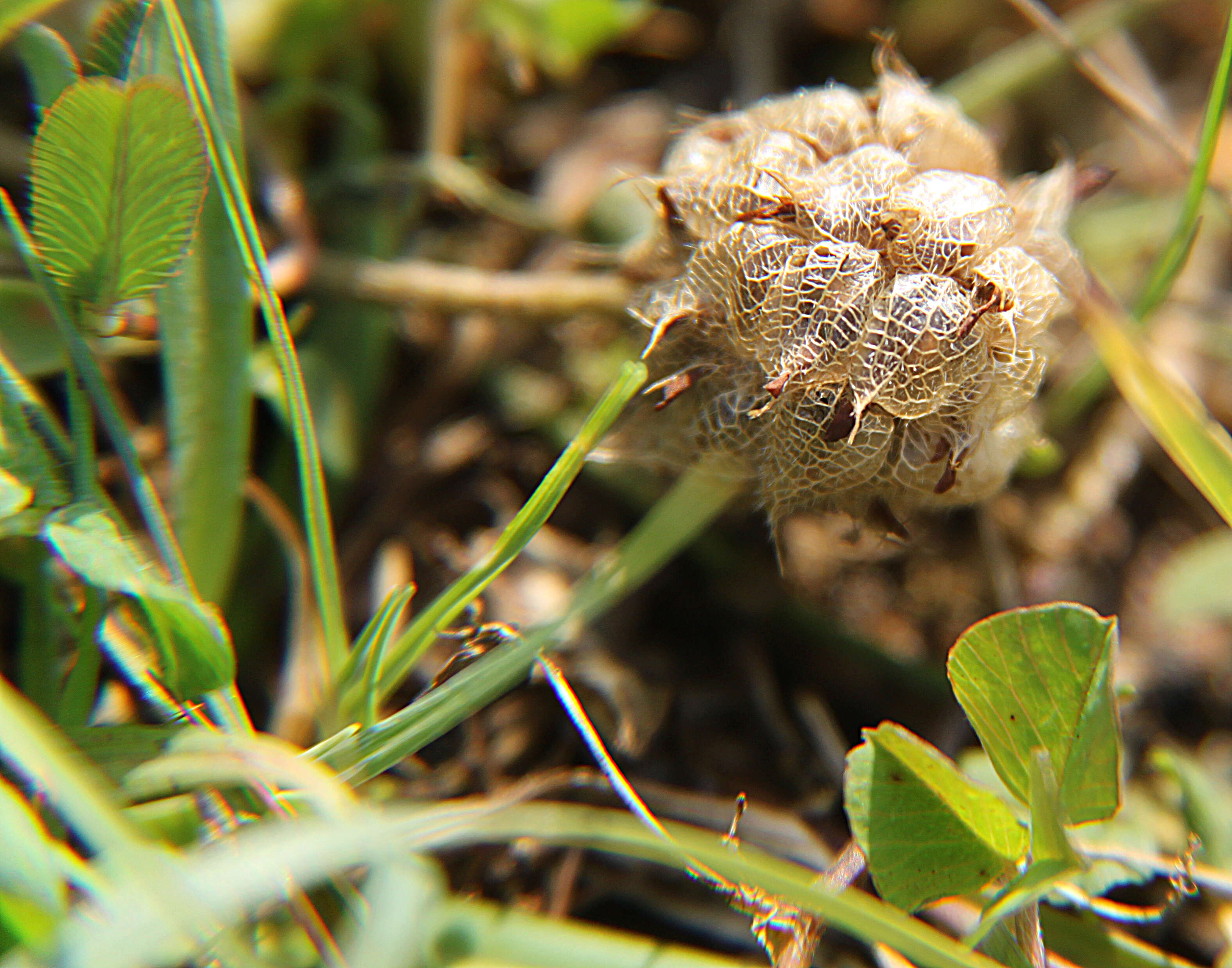 Image of strawberry clover