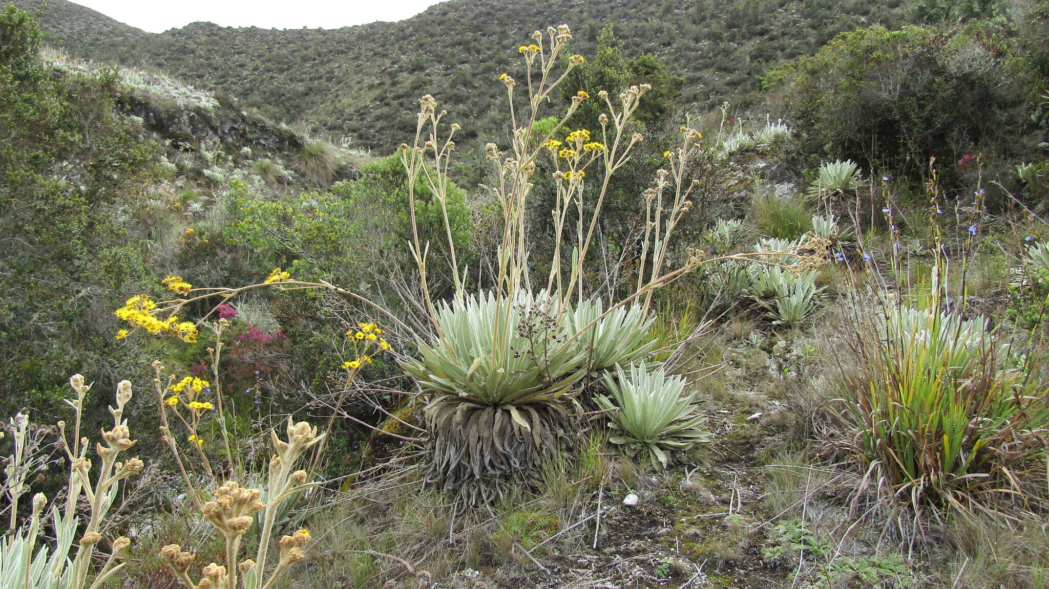 Image of Espeletia schultzii Wedd.