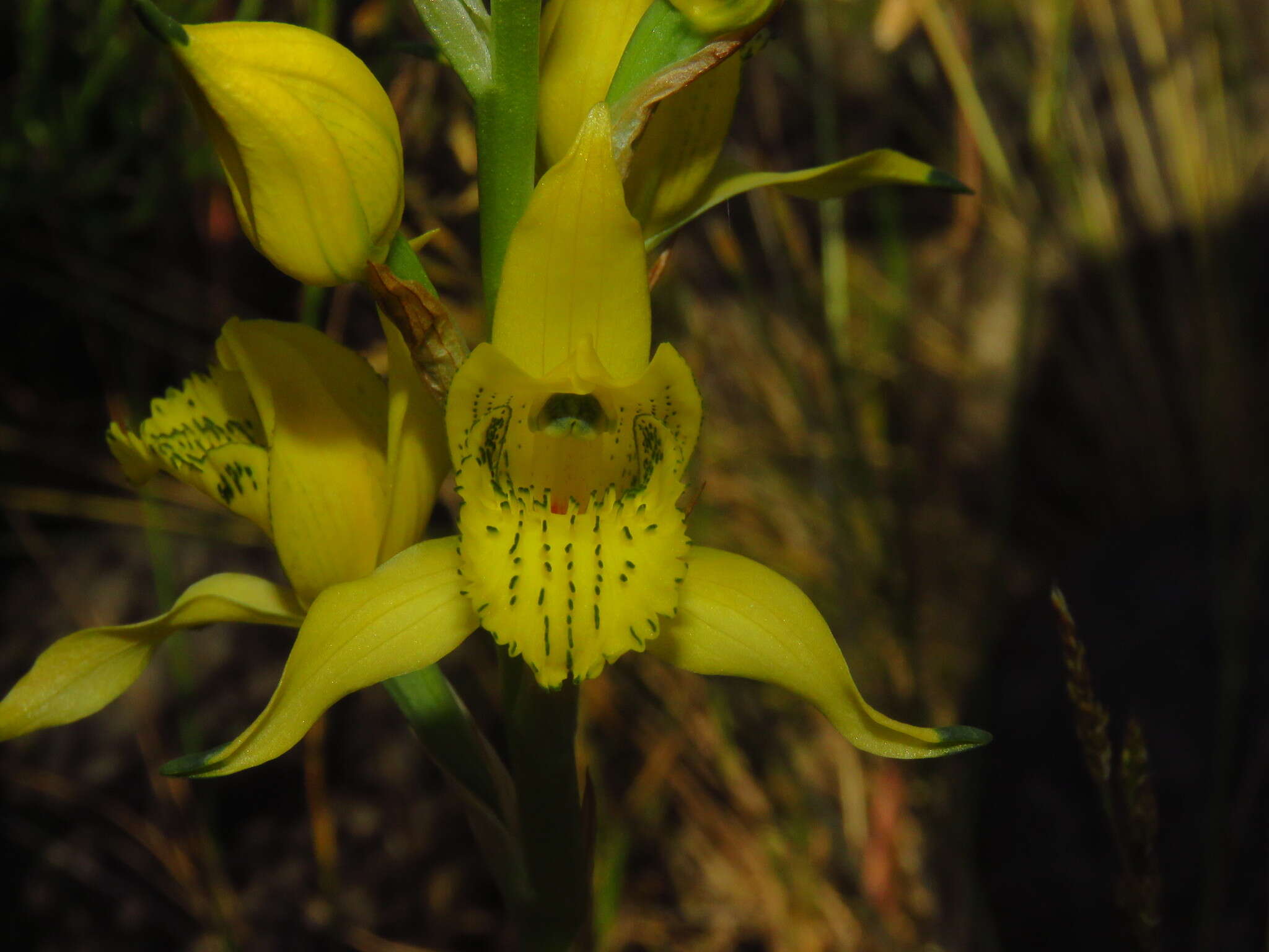 Image de Chloraea lamellata Lindl.