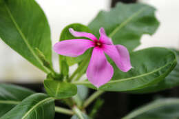 Image of Madagascar periwinkle