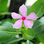 Image of Madagascar periwinkle