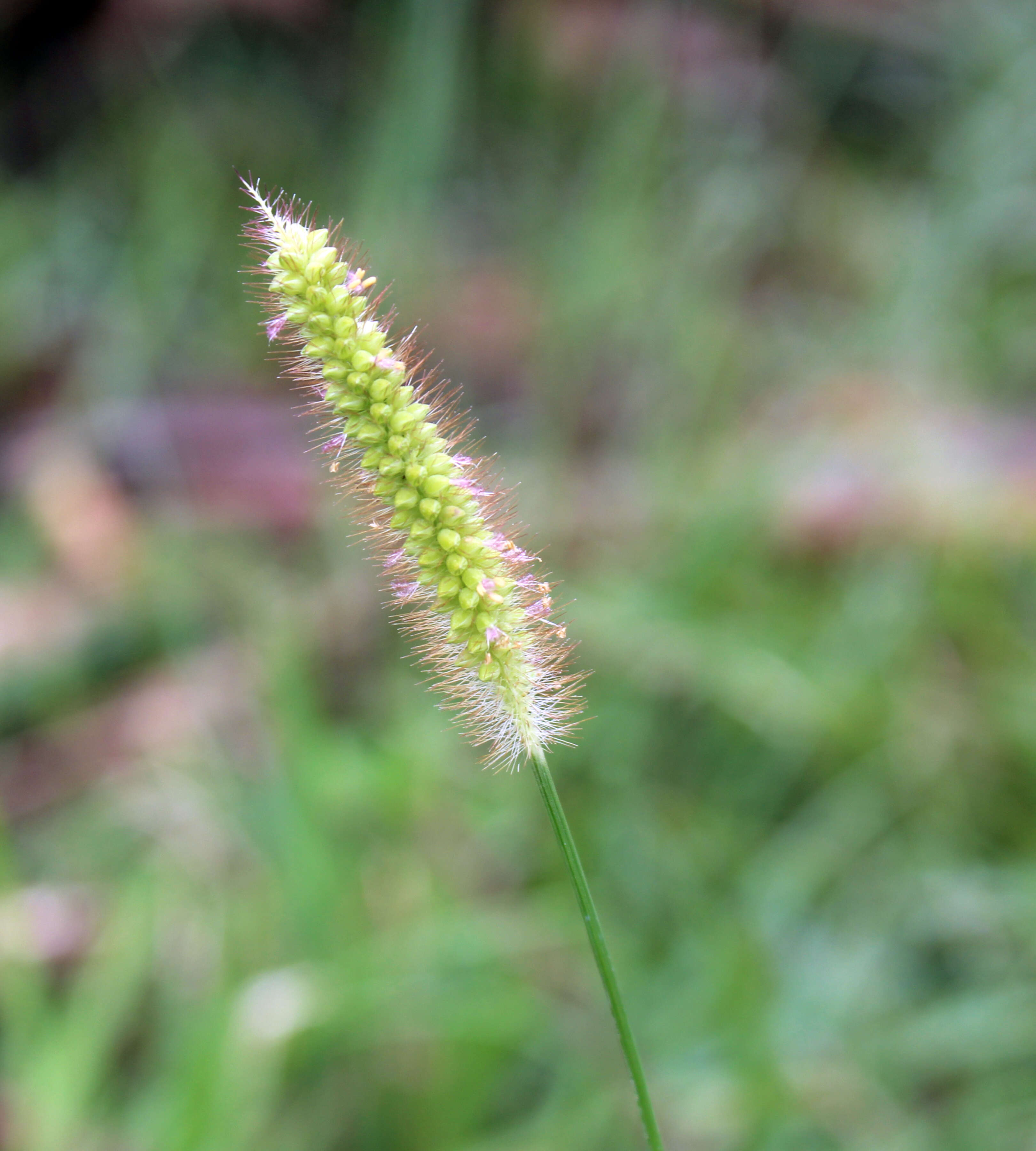 Image of wool grass