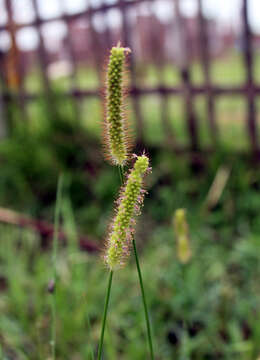 Image of wool grass