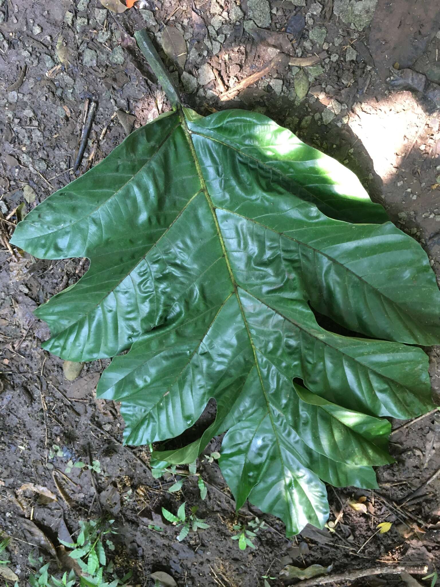 Image of Breadfruit Tree