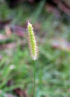 Image of wool grass