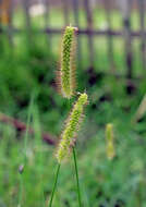 Image of wool grass