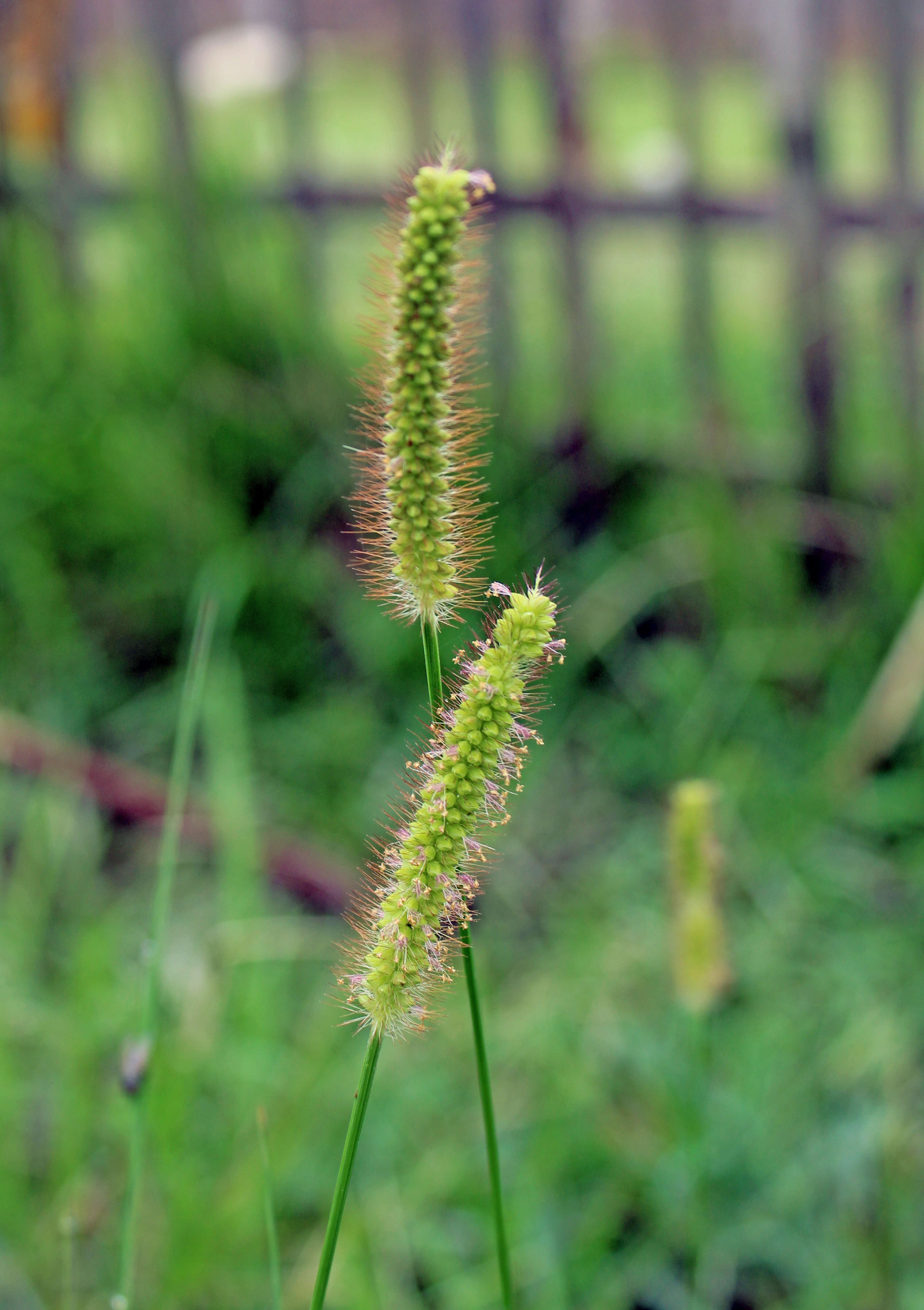 Image of wool grass