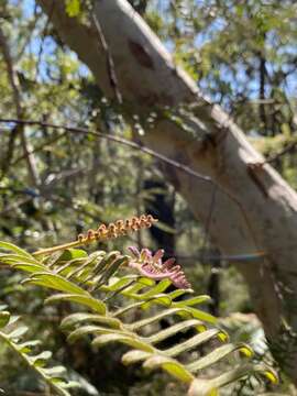 Image of Caley's grevillea