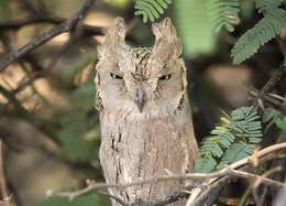 Image of Pallid Scops Owl