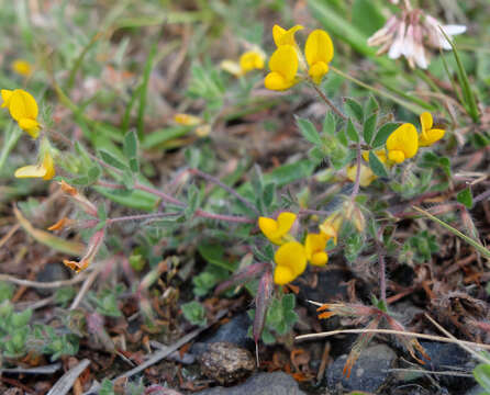 Image of Lotus hispidus DC.