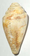 Image de Conus desidiosus A. Adams 1854