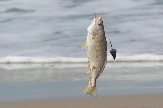 黃鰭短鬚石首魚的圖片