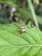 Imagem de Helocassis crucipennis (Boheman 1855)