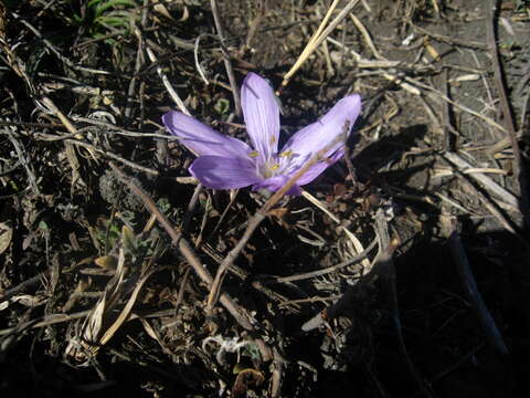 Слика од Colchicum trigynum (Steven ex Adam) Stearn