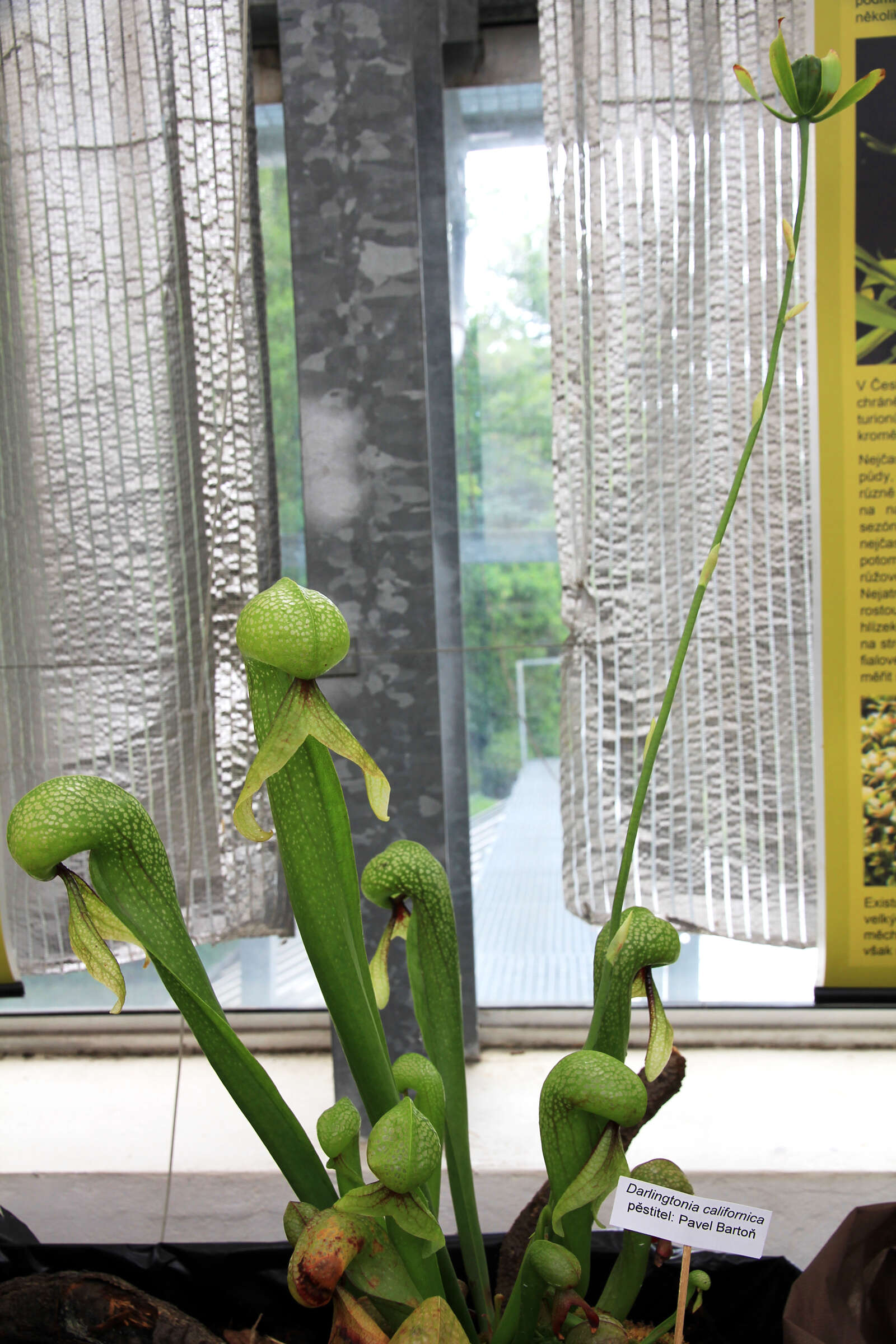 Image of California pitcherplant