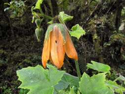 Image of Nasa speciosa (J. D. Sm.) Weigend