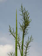 Image of dwarf palmetto