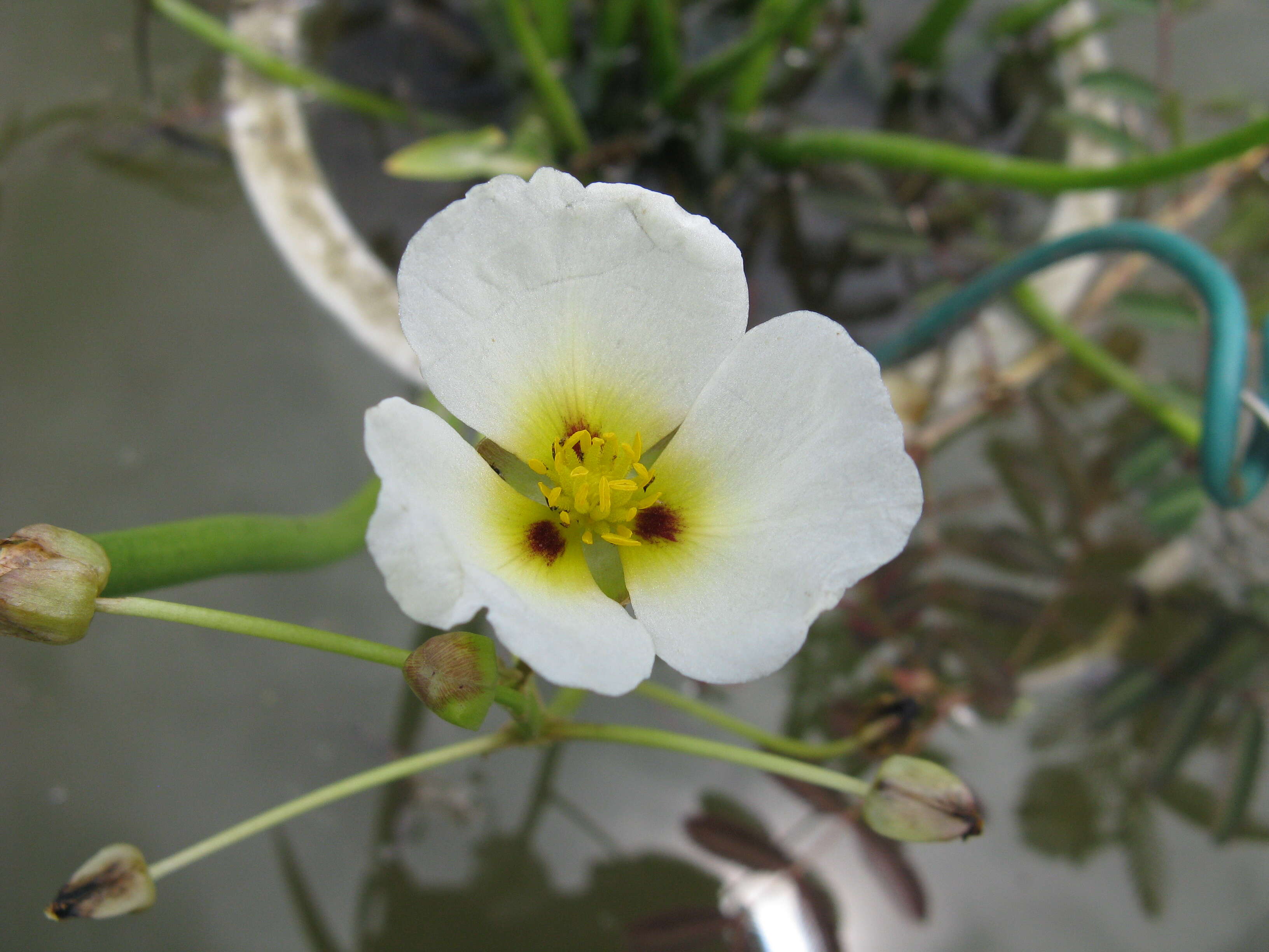 Image of Sagittaria