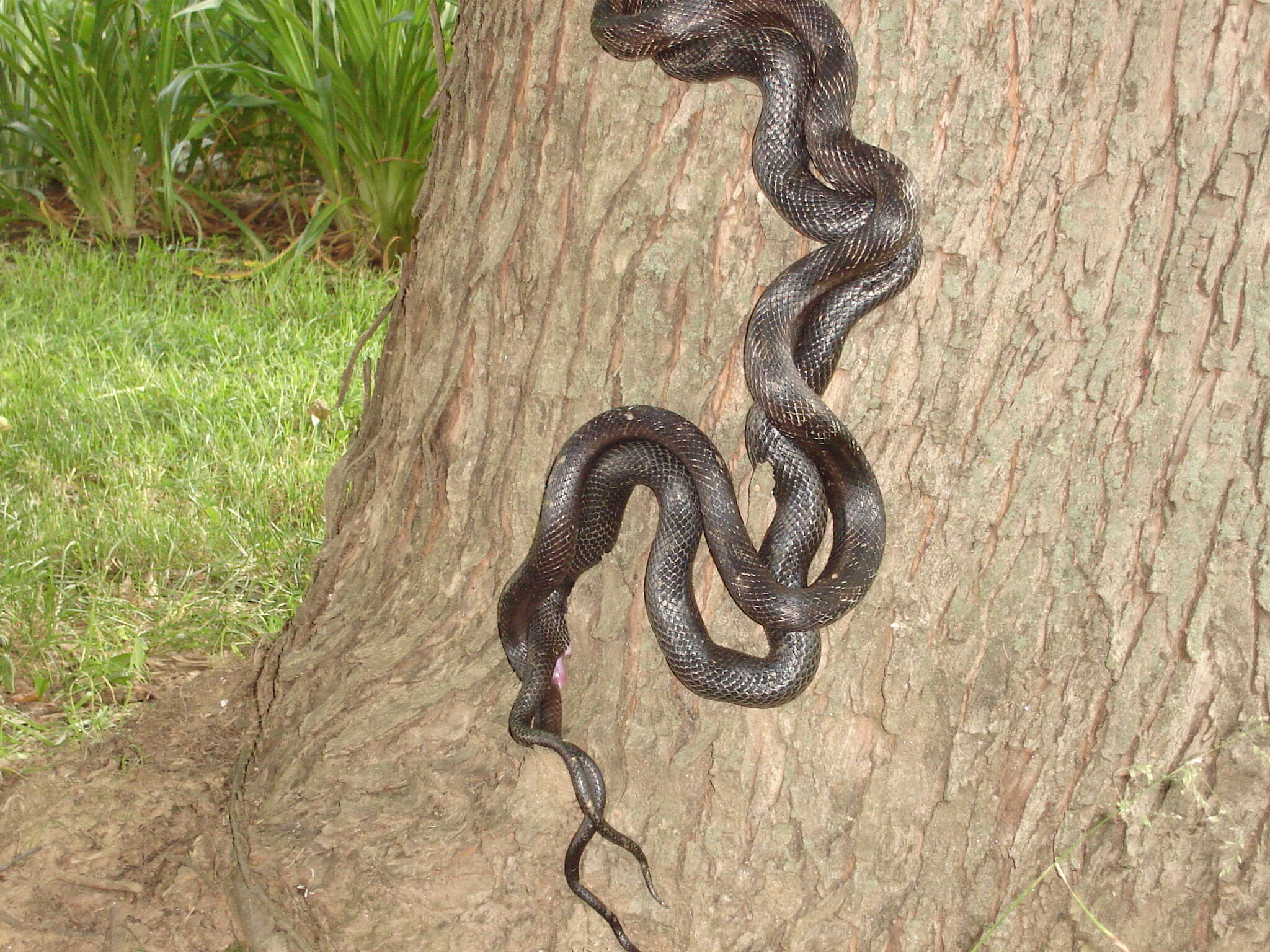 Image of Rat snakes