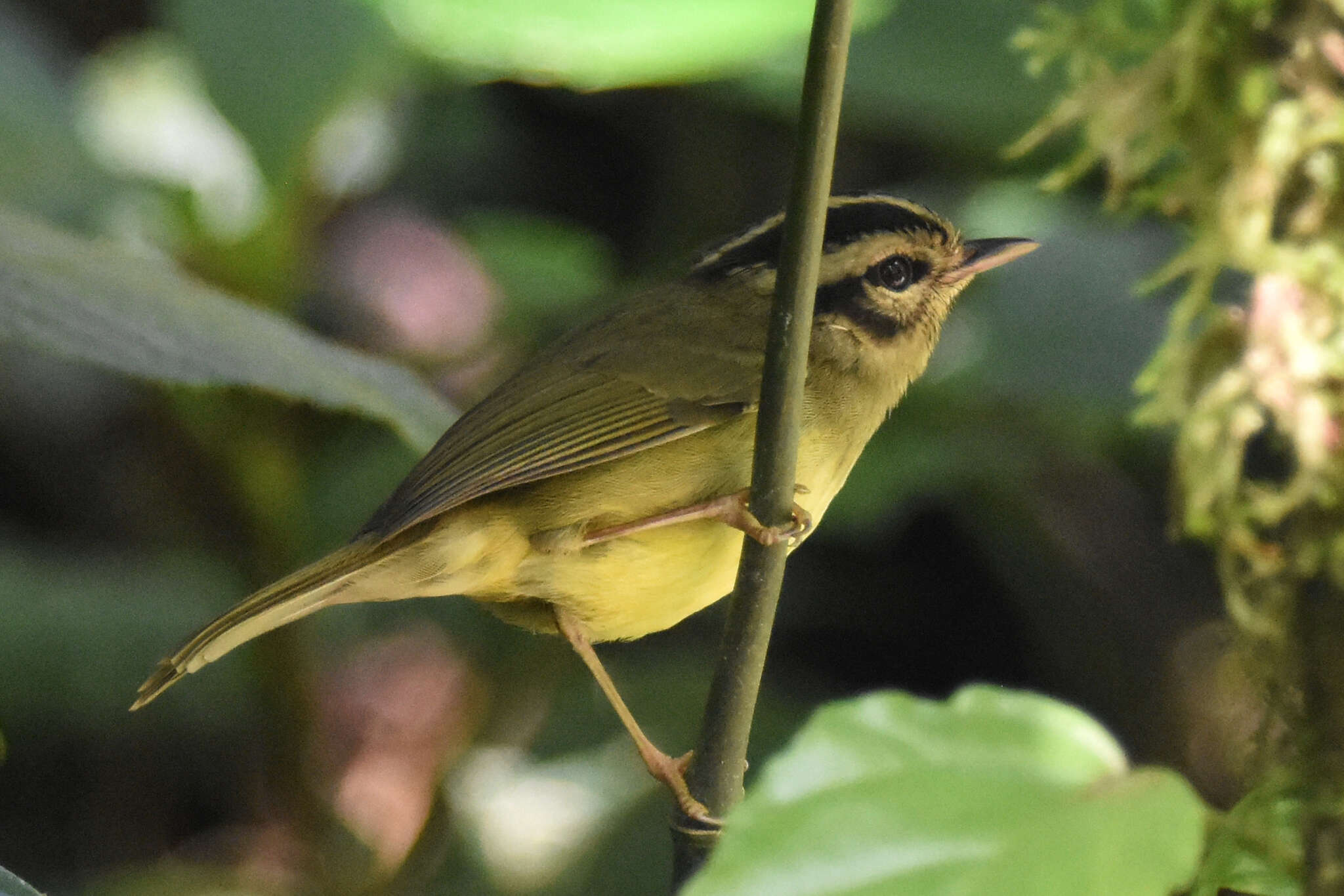 Basileuterus melanotis Lawrence 1868 resmi