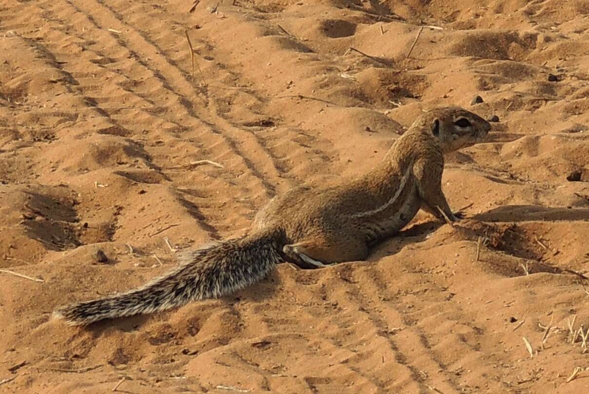 Слика од Xerus subgen. Geosciurus Smith 1834