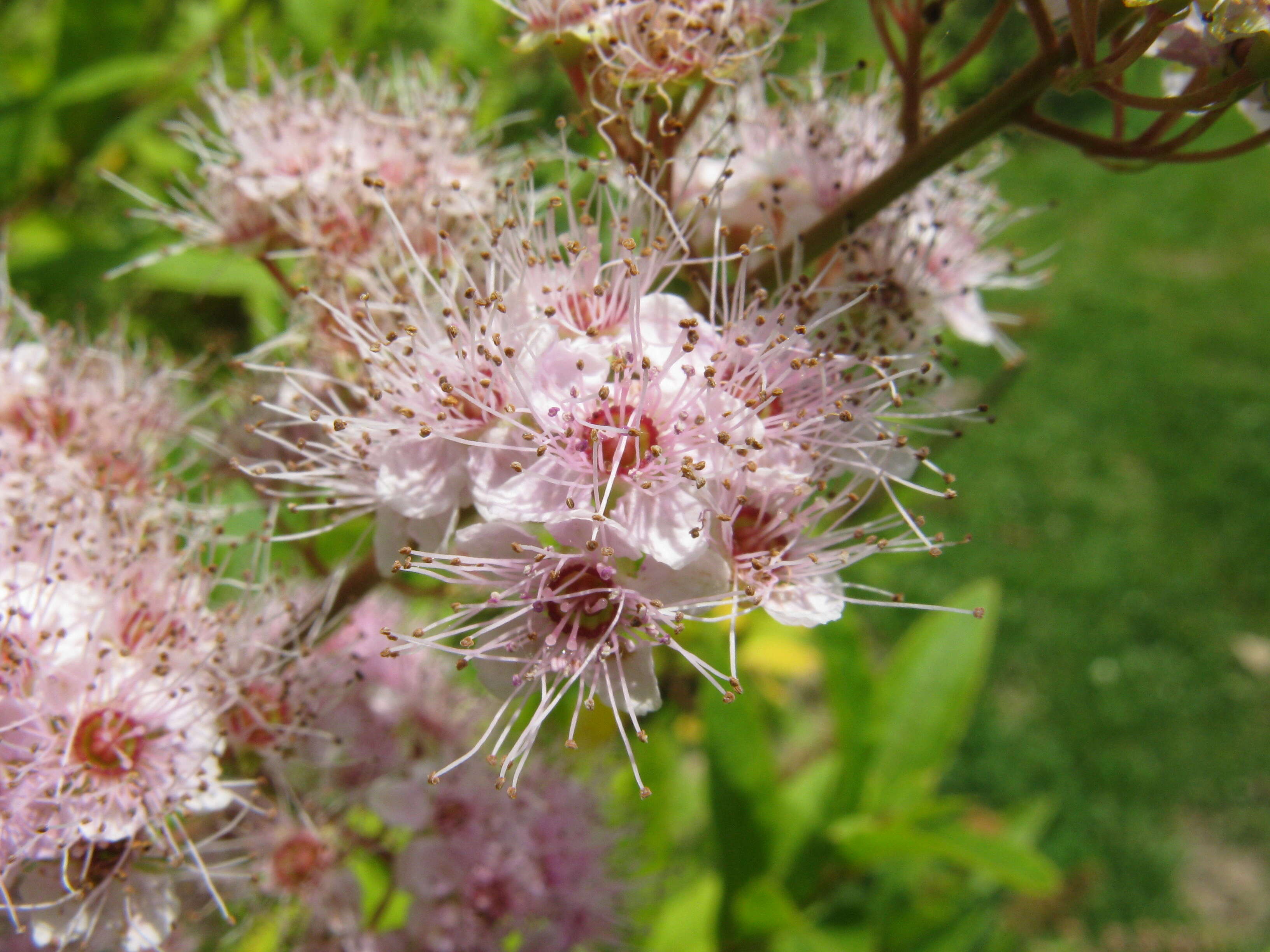 Слика од Spiraea salicifolia L.