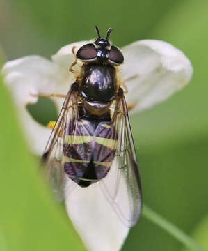 Image of Dasysyrphus tricinctus (Fallen 1817)