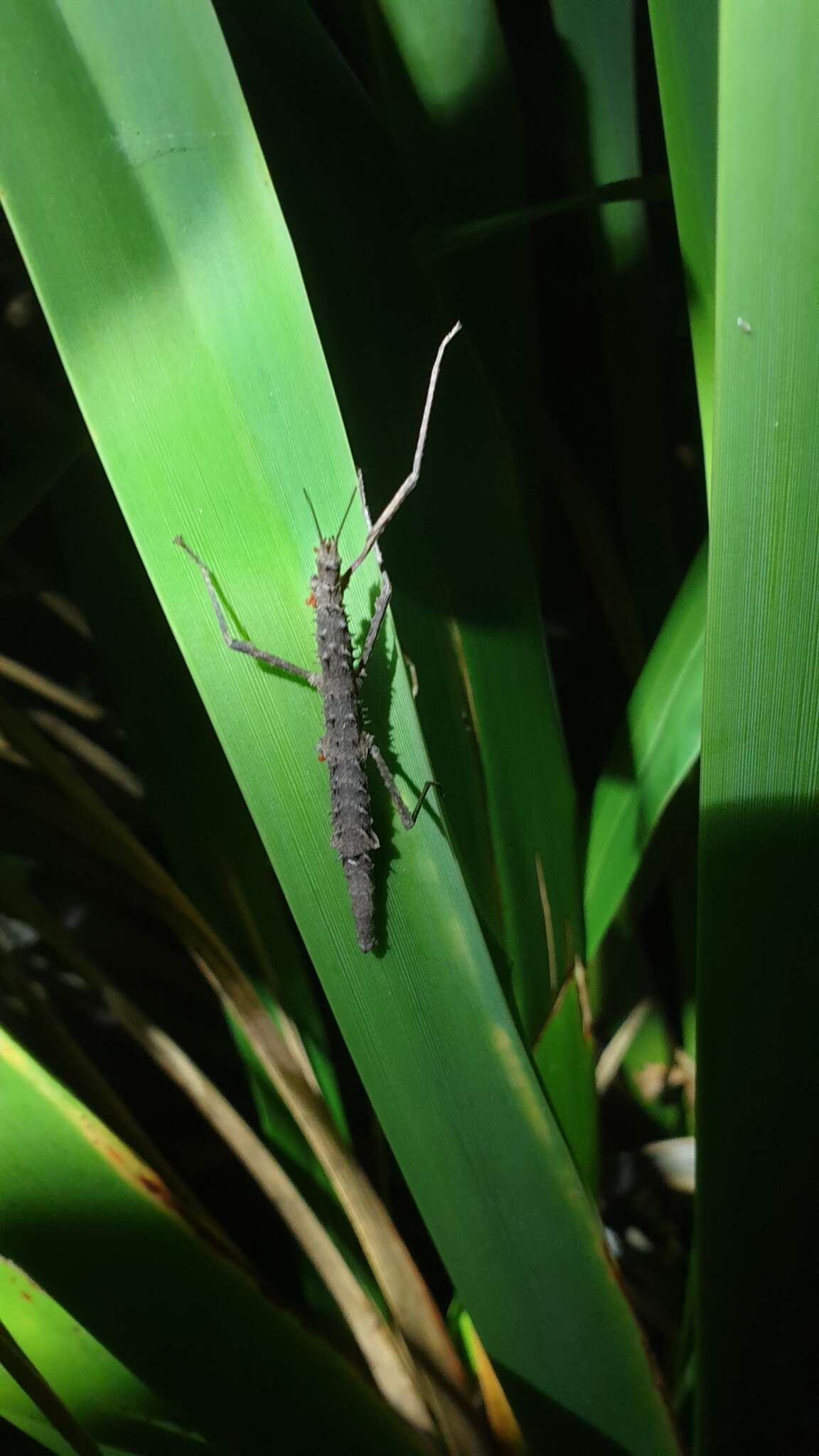 Image of Micrarchus hystriculeus (Westwood 1859)