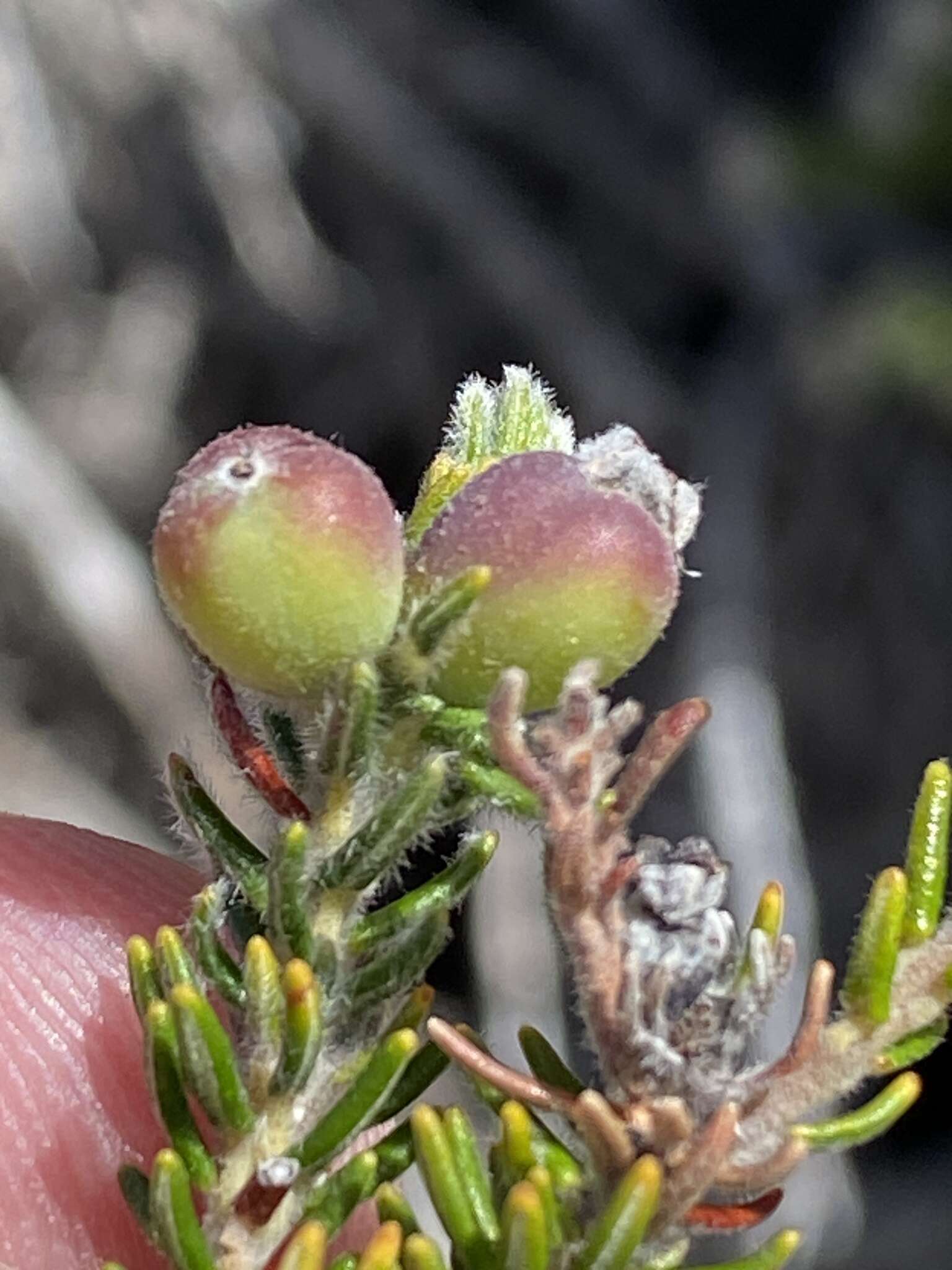 Image of Phylica intrusa Pillans