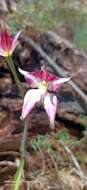 Image of Caladenia spectabilis Hopper & A. P. Br.
