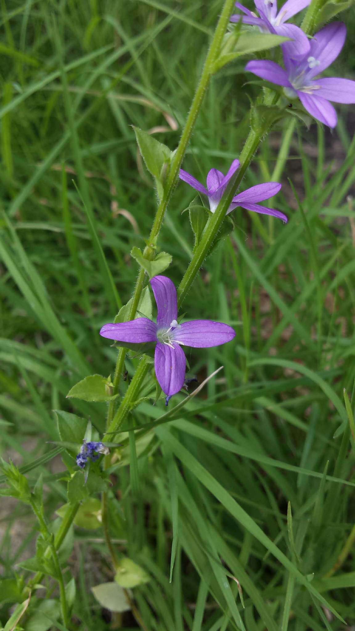 Image of prairie Venus' looking-glass