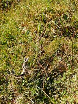 Image of Longtail Alpine Garter Snake