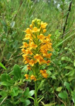 Image of Crested Yellow Orchid