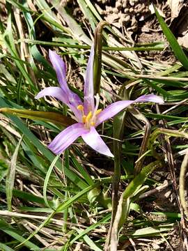 Image of Colchicum bulbocodium Ker Gawl.