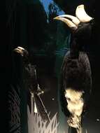 Image of Oriental Pied Hornbill