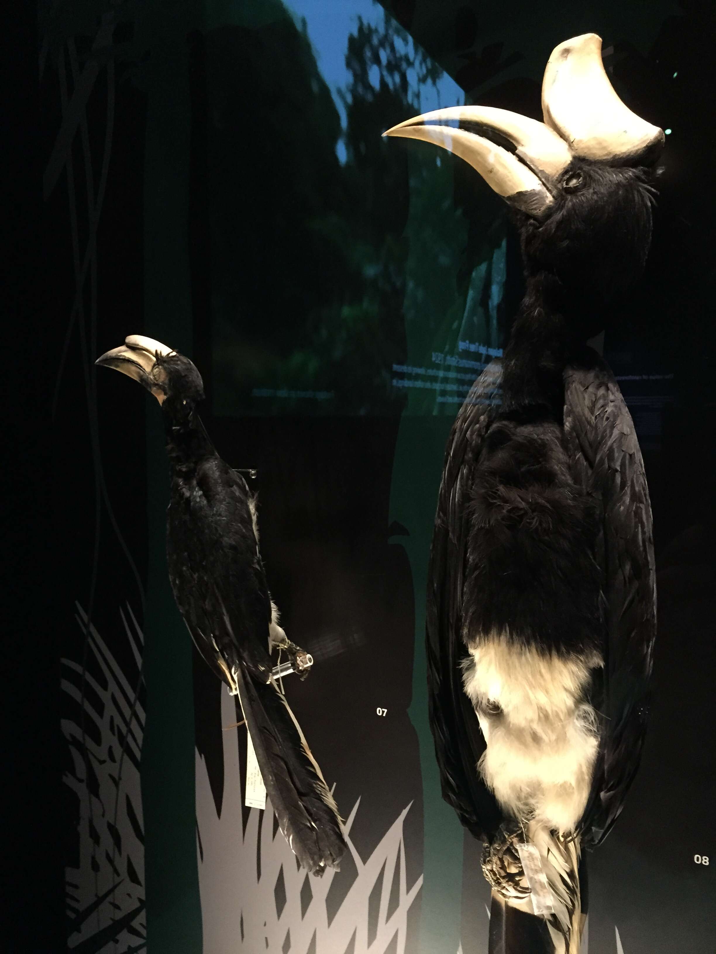 Image of Oriental Pied Hornbill