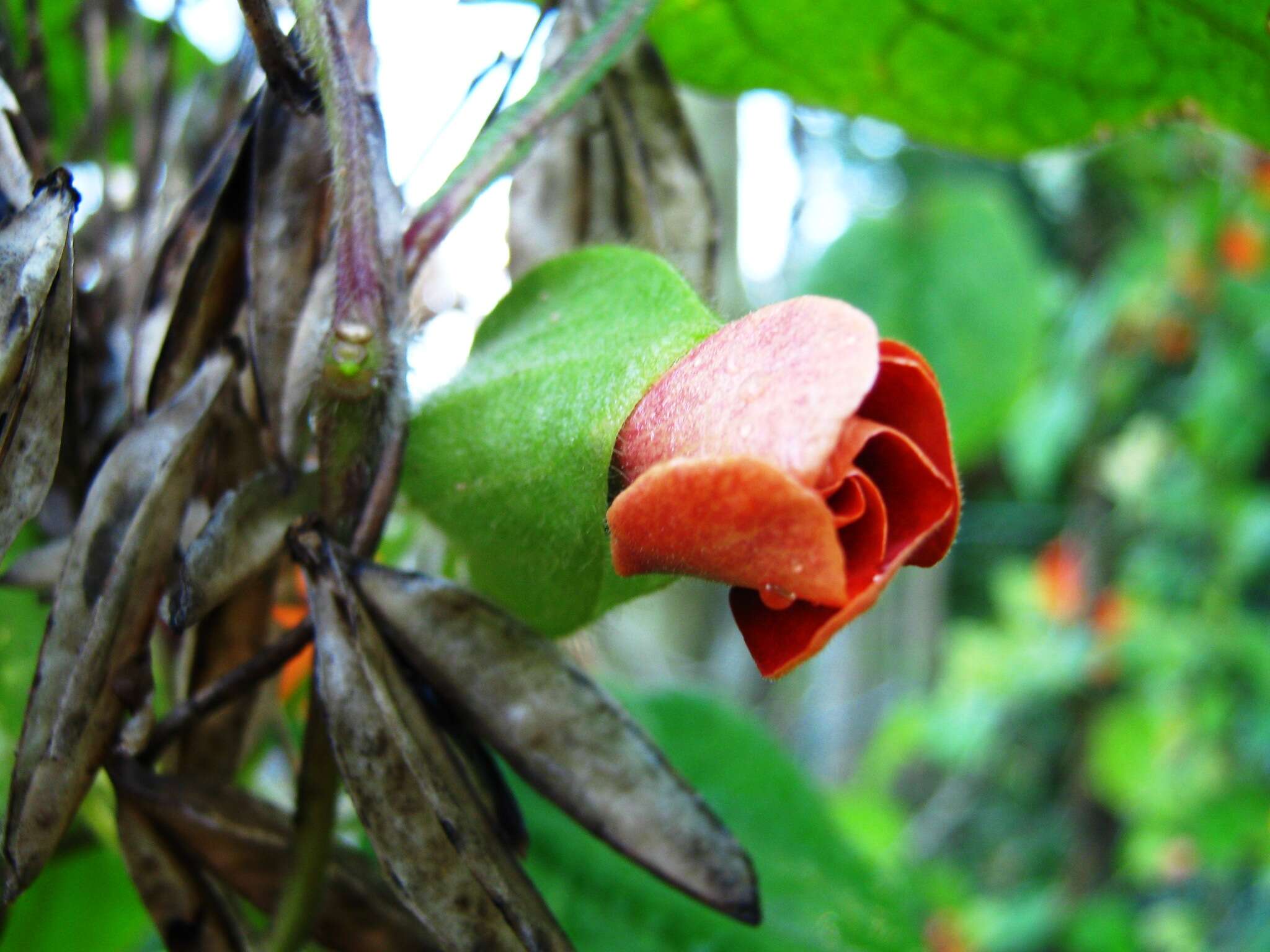 Image of blackeyed Susan vine