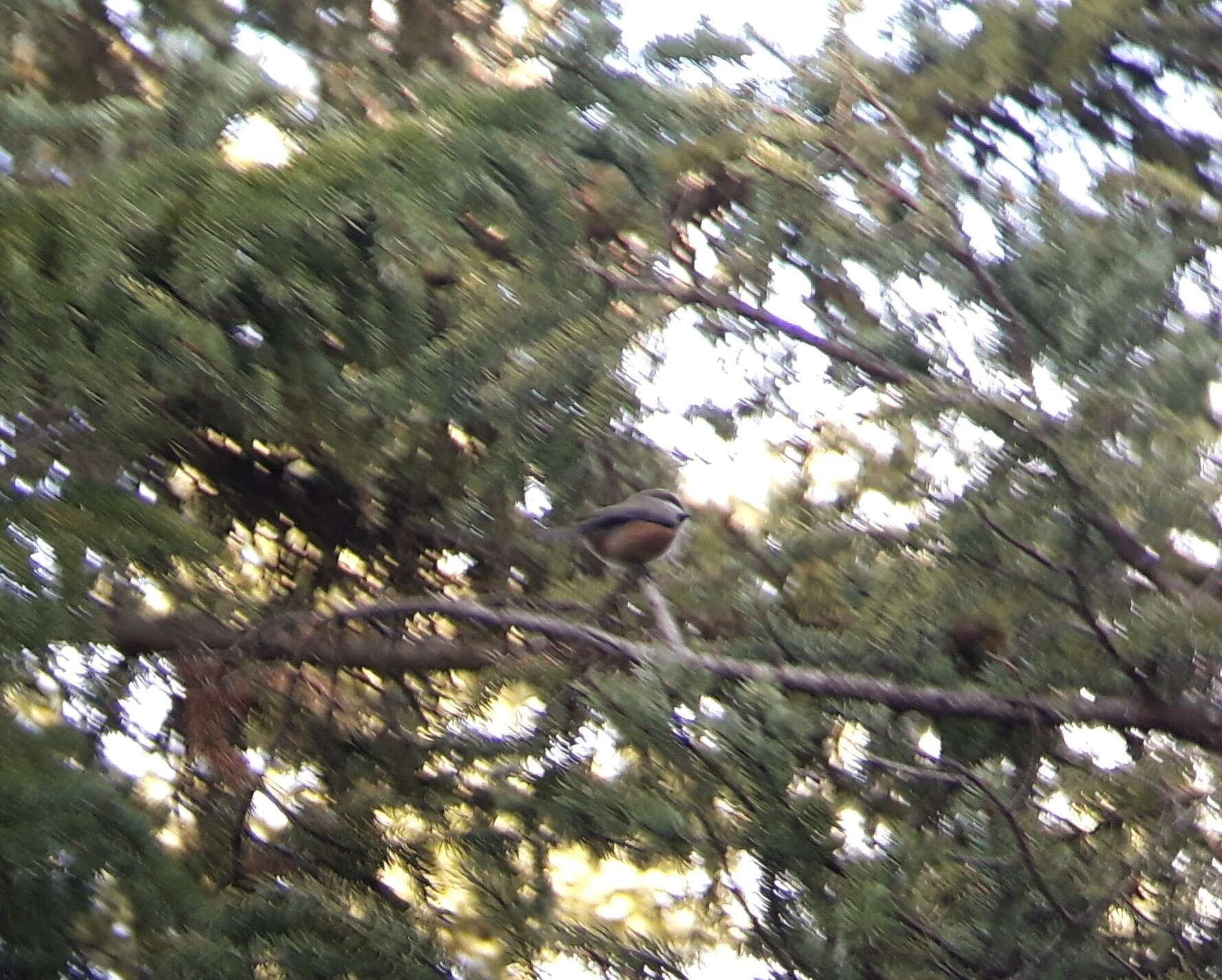 Image de Mésange à tête brune