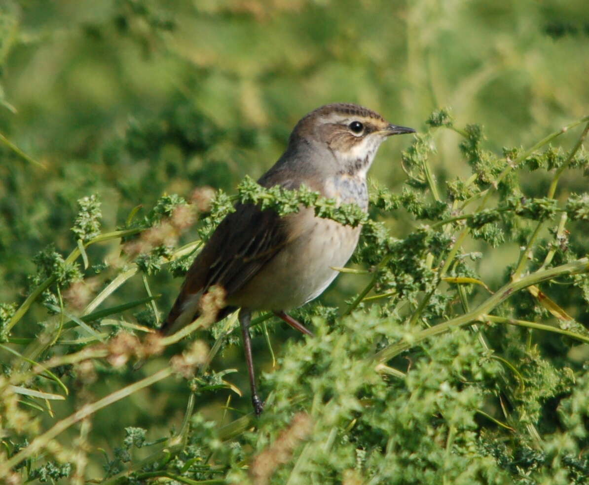 Image of Bluethroat