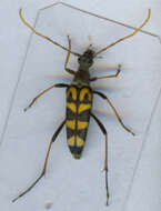 Image of Leptura annularis Fabricius 1801