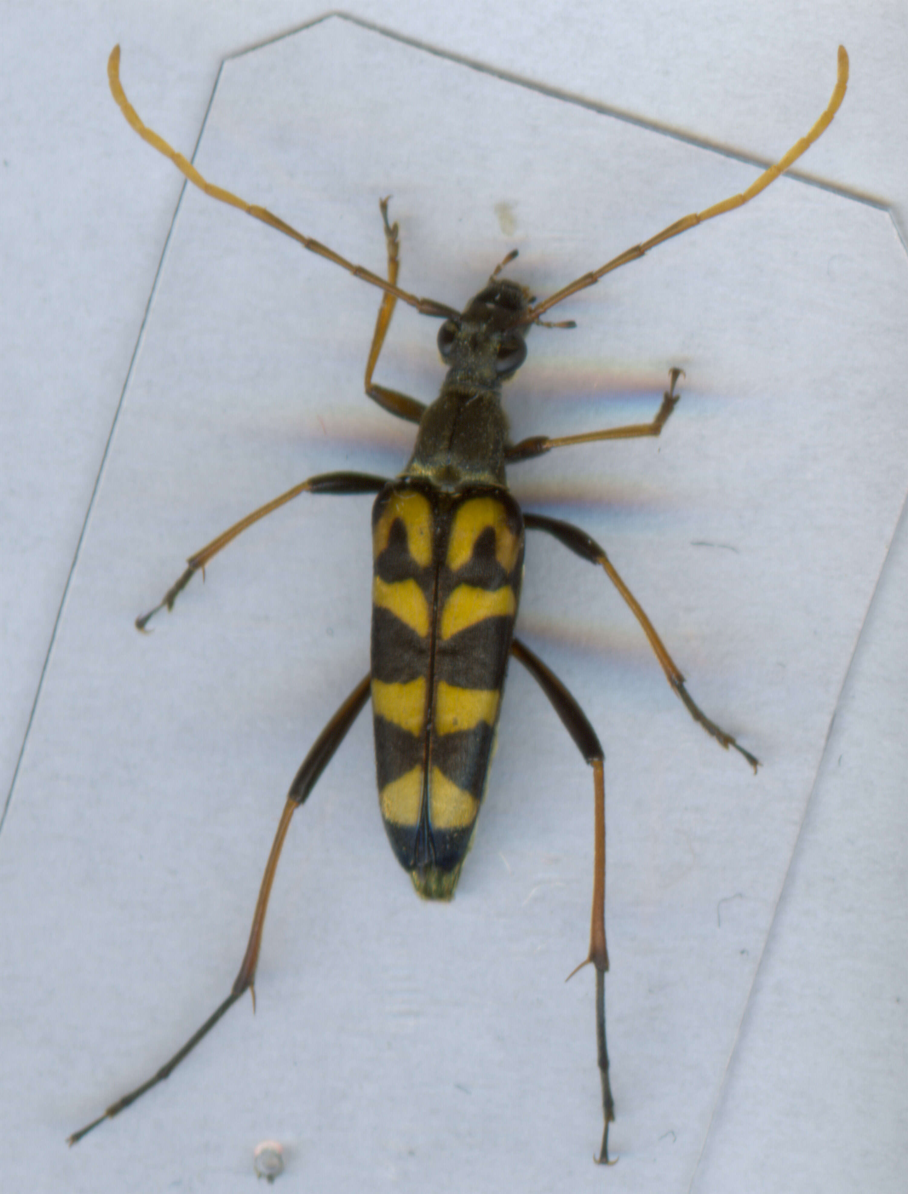 Image of Leptura annularis Fabricius 1801