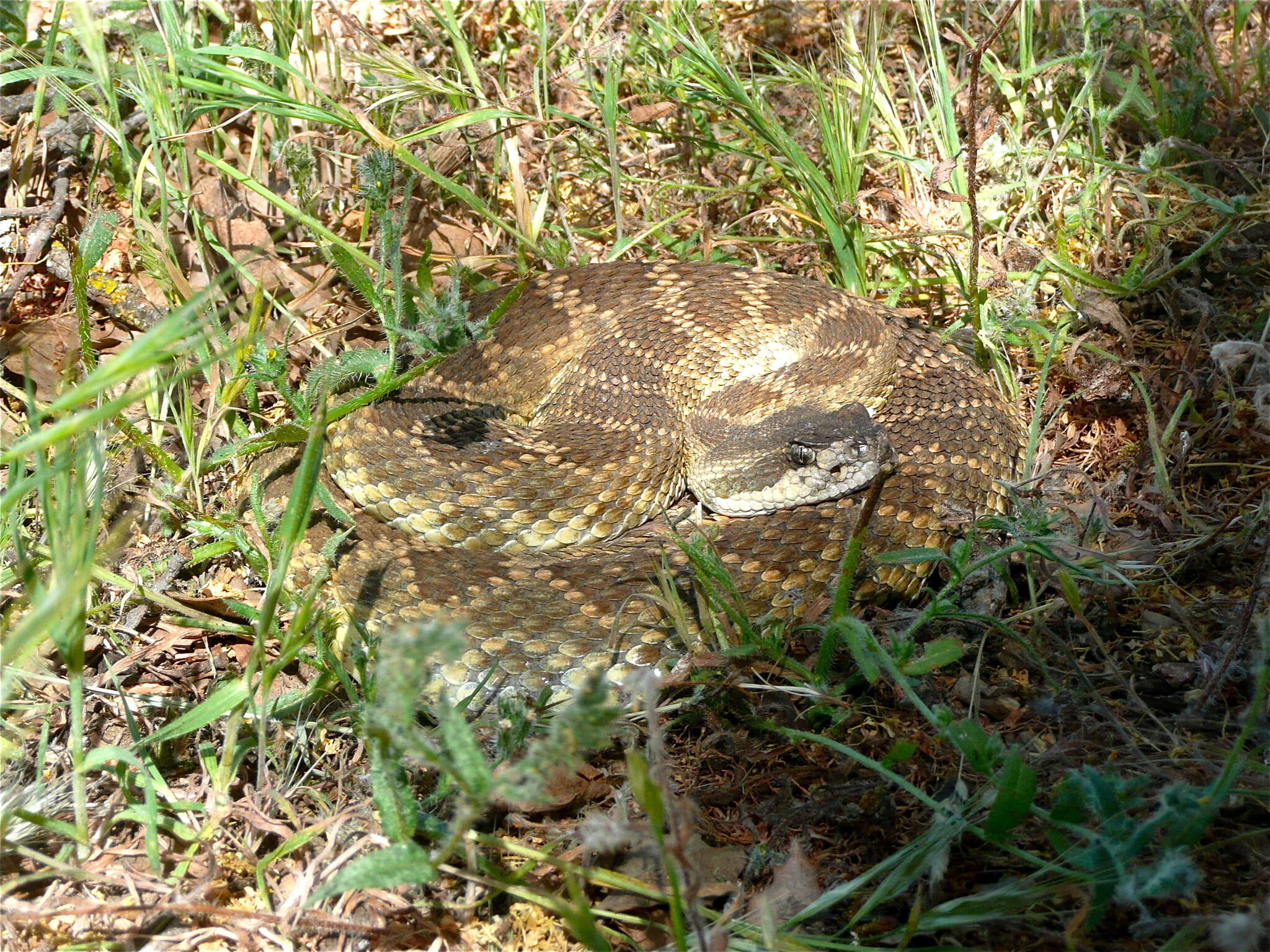 Image of Crotalus oreganus oreganus Holbrook 1840